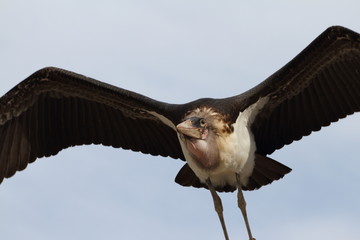 marabout d'Afrique,leptoptilos crumeniferus