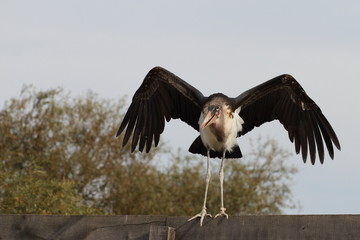 marabout d'afrique, échassier, leptoptilos crumeniferus