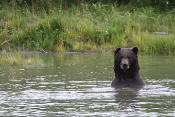 Grizzly schaut aus einem See