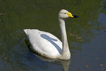 Naklejka premium Singschwan, Cygnus cygnus, Whooper Swan