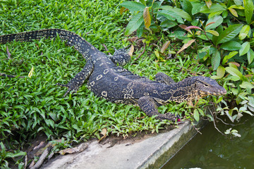 portrait of a banded monitor lizard (varanus salvator)