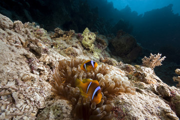 Fototapeta na wymiar anemonefish and ocean
