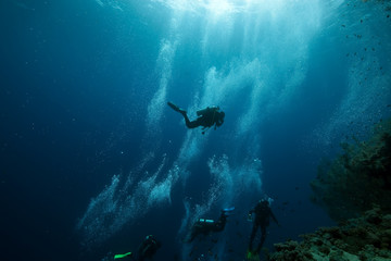 Fototapeta premium fish and ocean