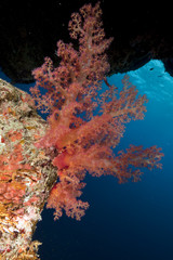 coral and ocean