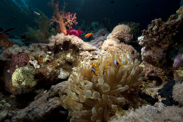 Fototapeta na wymiar bubble anemone and ocean
