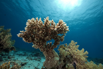 Fototapeta na wymiar coral and ocean