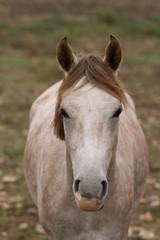 Fototapeta premium cheval en champs