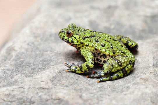 Chinesische Rotbauchunke