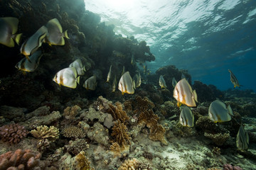underwater scenery at Yolanda reef
