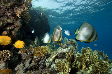 Fototapeta na wymiar underwater scenery at Yolanda reef
