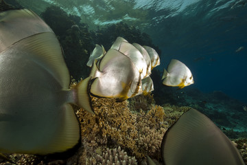 spadefish and ocean
