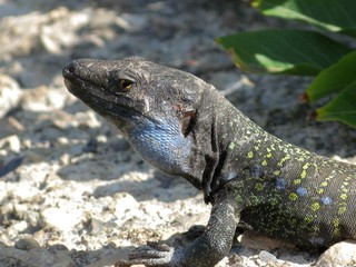 Tenerife Lizard