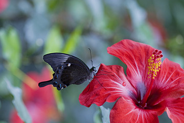 Mariposa © Fotoca