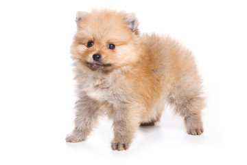 Obraz premium Spitz puppy isolated on white