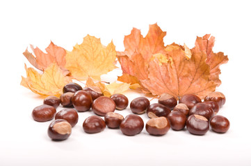 autumn in studio