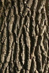 wooden cortex
