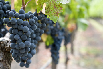 wine grapes