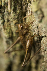 Podkrzewin szary Pholidoptera griseoaptera © Gucio_55