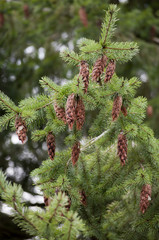 Branch of Douglas-fir tree with pinecones