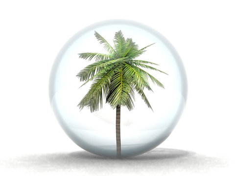 palmier en bulle