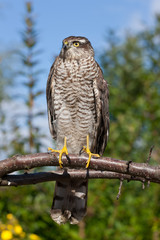 portrait of Pernis apivorus