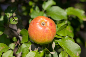 apple