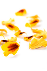 Fototapeta premium marigold flowers petals