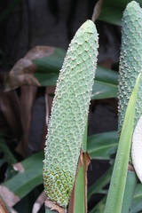 Philodendron,Gran Canaria