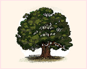 Fototapeta premium Oak
