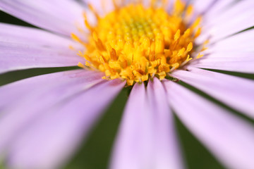 Garden camomile