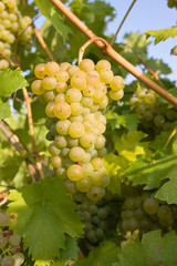 bunch of ripe grapes on grapevine right before harvest