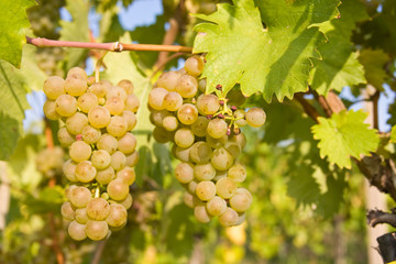 bunch of ripe grapes on grapevine right before harvest
