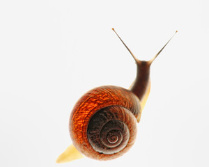 Snail