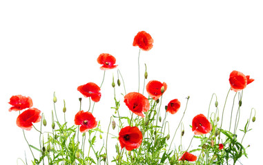 red poppies on white