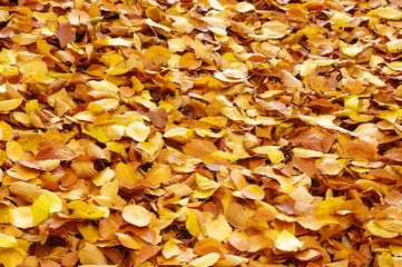 fallen autumn leaves