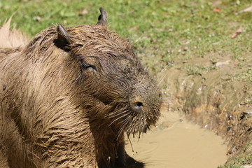 Wasserschwein im Schlammbad