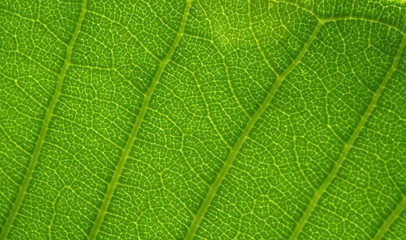 Leaf
