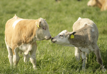 Zwei Kälber beschnuppern sich.