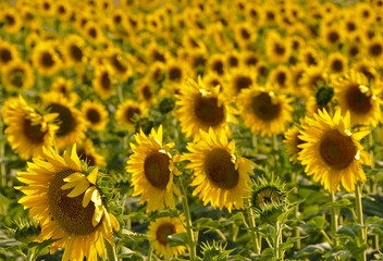 Sunflowers