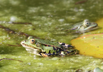 Teichfrosch - Pelophylax esculentus oder Rana esculenta