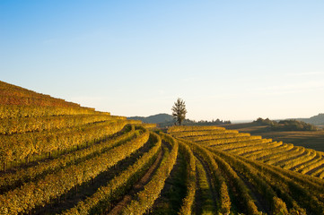 Fototapeta na wymiar Jesień krajobraz winnicy we Włoszech