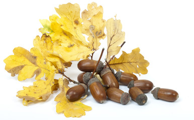 ripe acorns