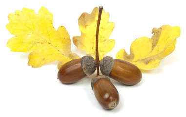 ripe acorns