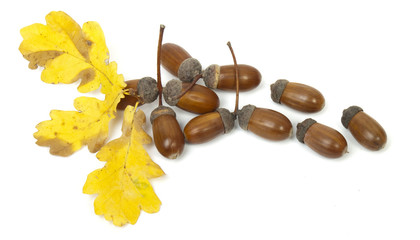 ripe acorns