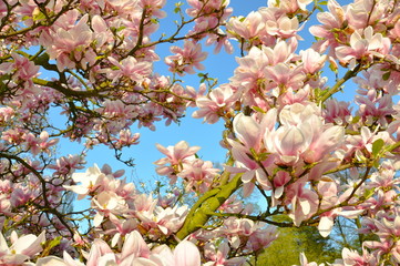 Magnolia, a beatifull spring blossom