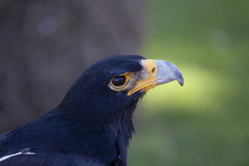 Aguila real