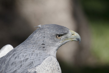Aguila gris