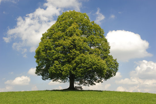Baum Linde allein
