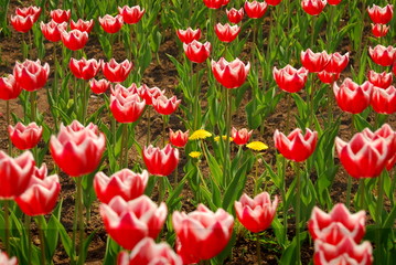 Obraz premium Yellow dandelions among red tulips
