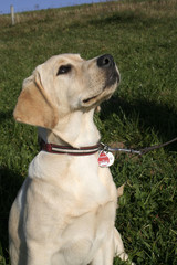 Labrador